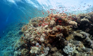 Paysage, Pseudanthias squamipinnis