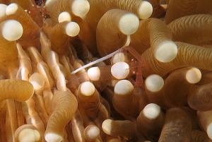 Hampontonia corallicola, Heliofungia actiniformis