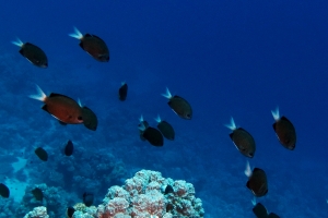 Chromis pembae