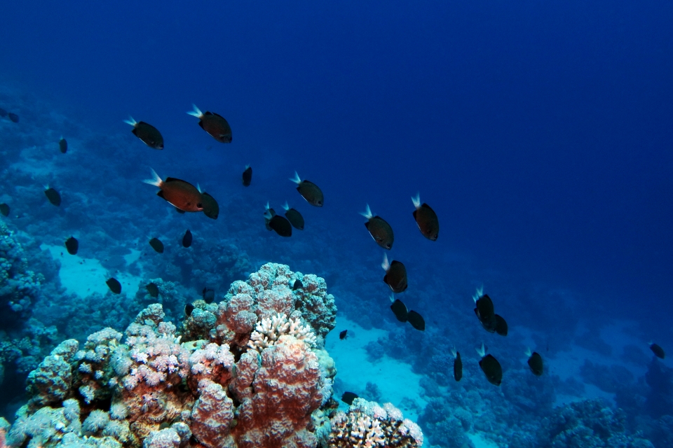 Chromis pembae
