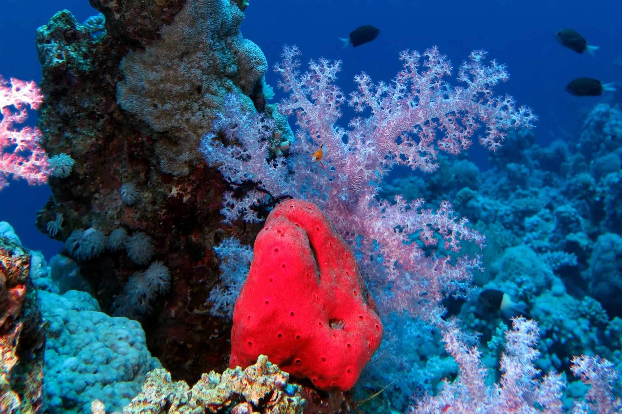 Eponge, Dendronephthya klunzingeri