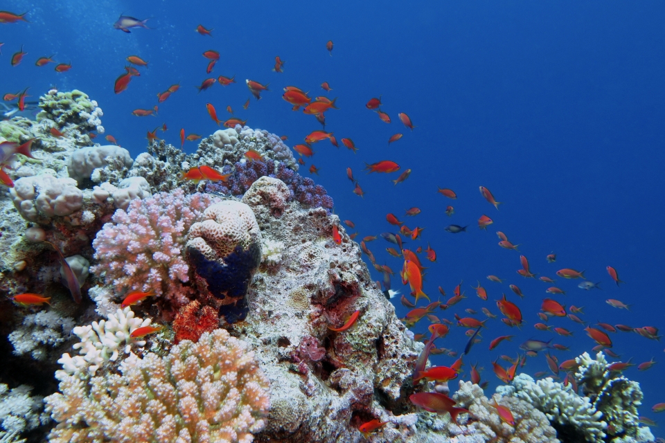 Paysage, Pseudanthias squamipinnis
