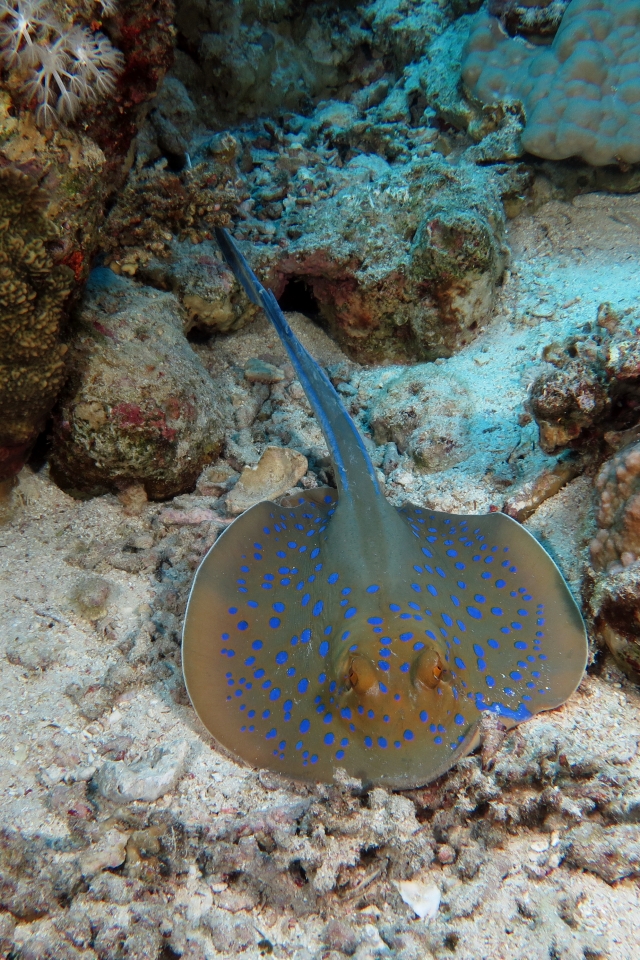 Taeniura lymma