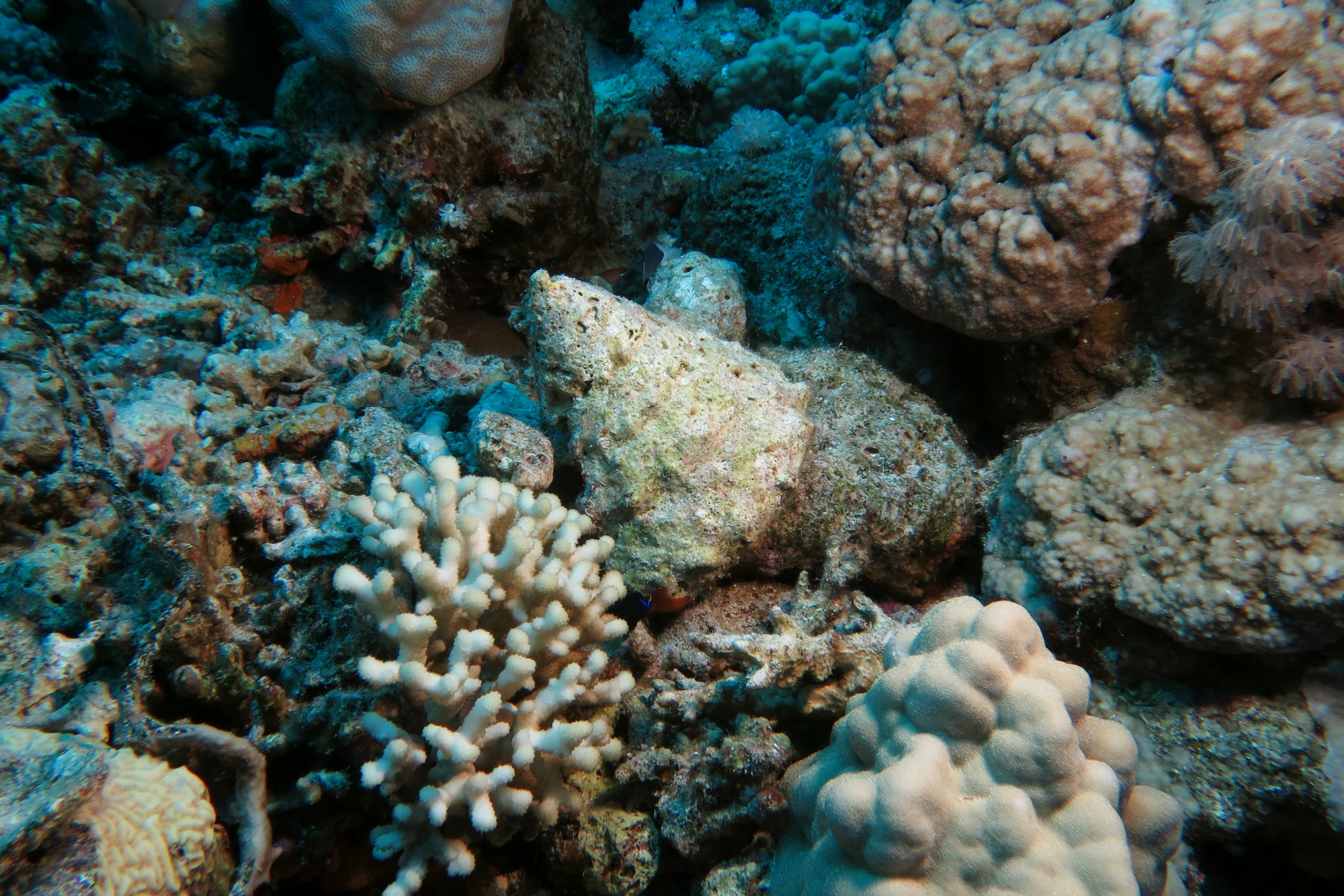 Coquille de mollusque