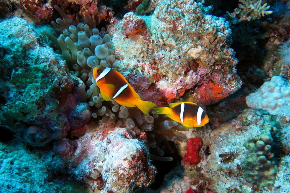 Amphiprion bicinctus, Entacmaea quadricolor