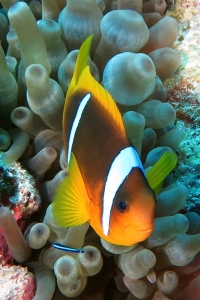 Amphiprion bicinctus, Entacmaea quadricolor