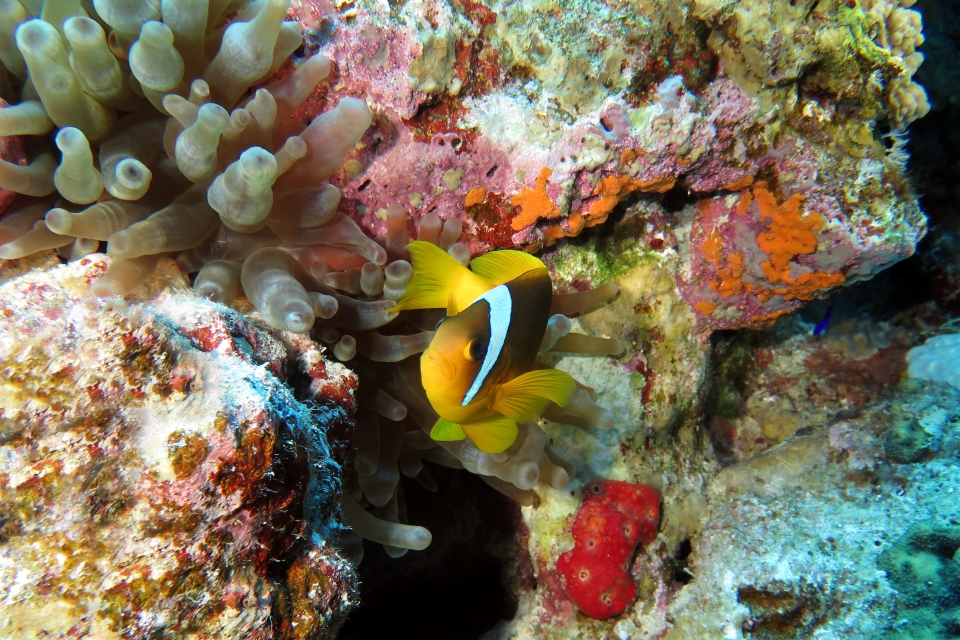 Amphiprion bicinctus, Entacmaea quadricolor