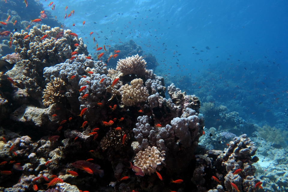 Paysage, Pseudanthias squamipinnis