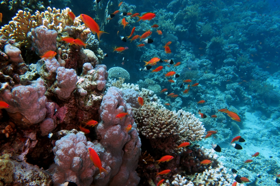 Pseudanthias squamipinnis, Chromis dimidiata