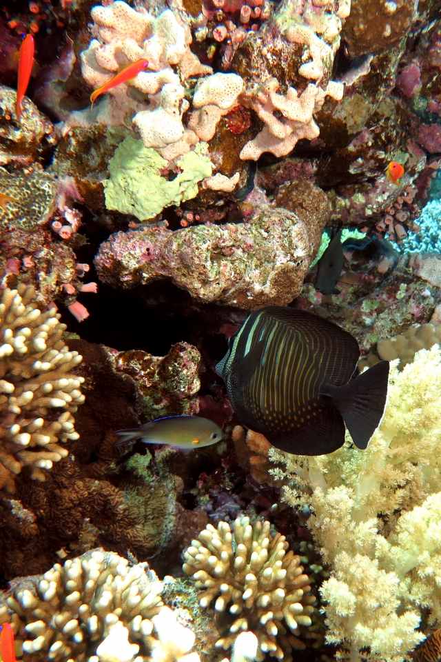 Zebrasoma desjardinii, Chromis flavaxilla