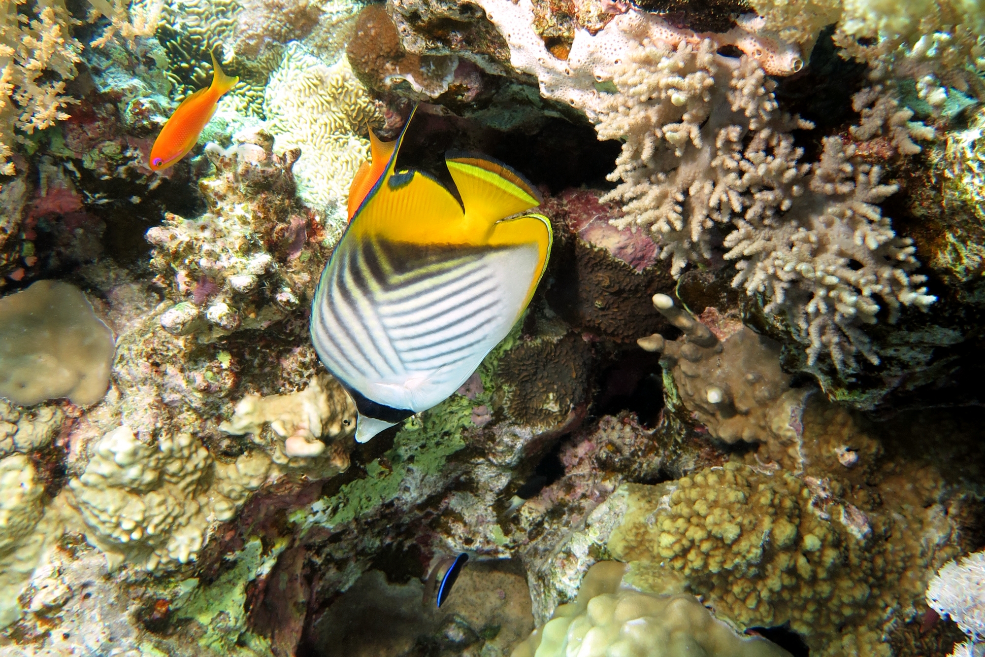 Chaetodon auriga