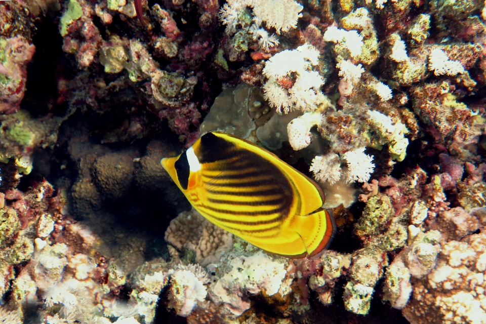 Chaetodon lunula