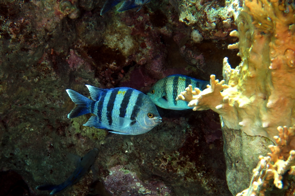 Abudefduf vaigiensis
