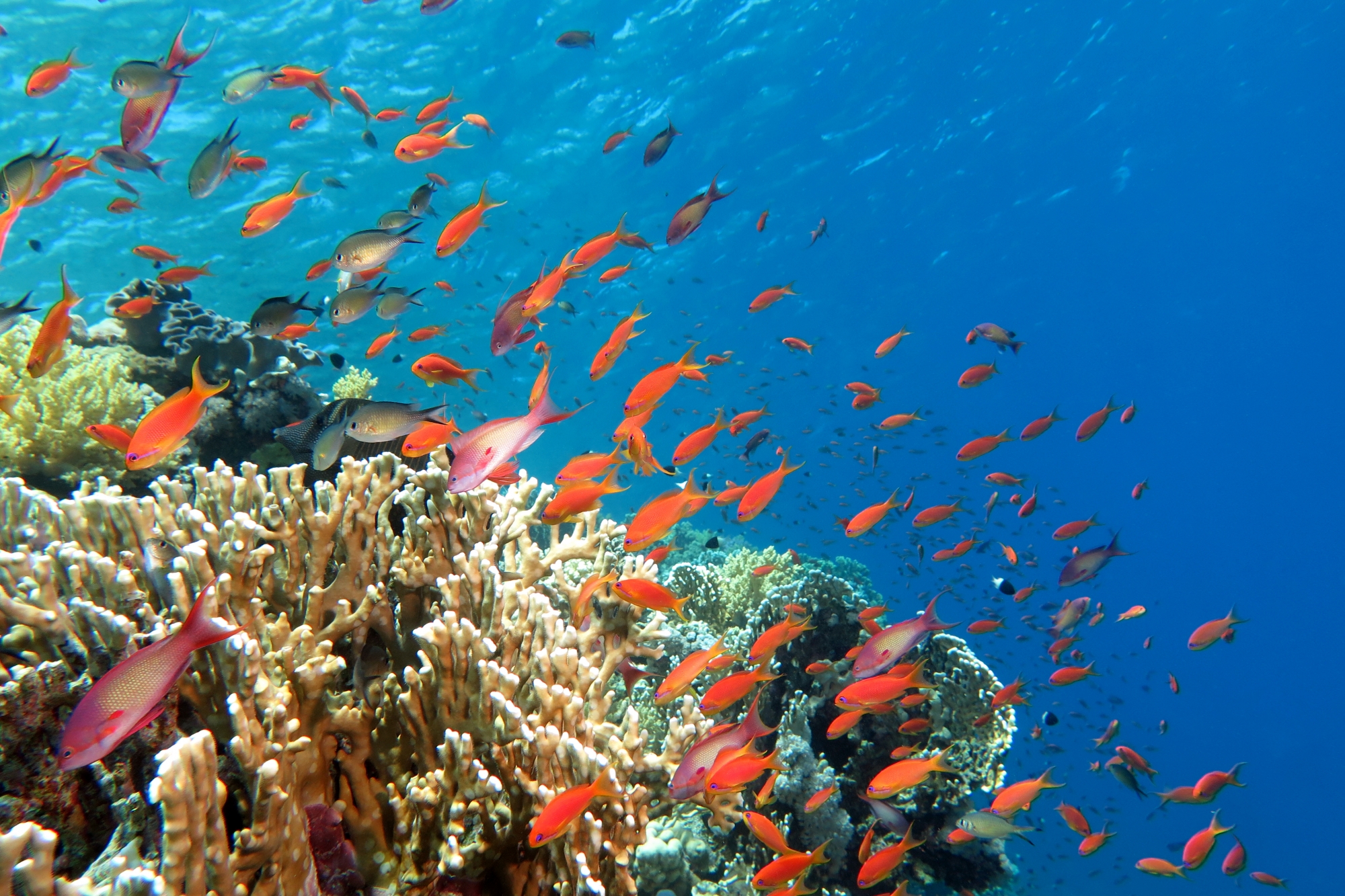 Pseudanthias squamipinnis, Chromis flavaxilla
