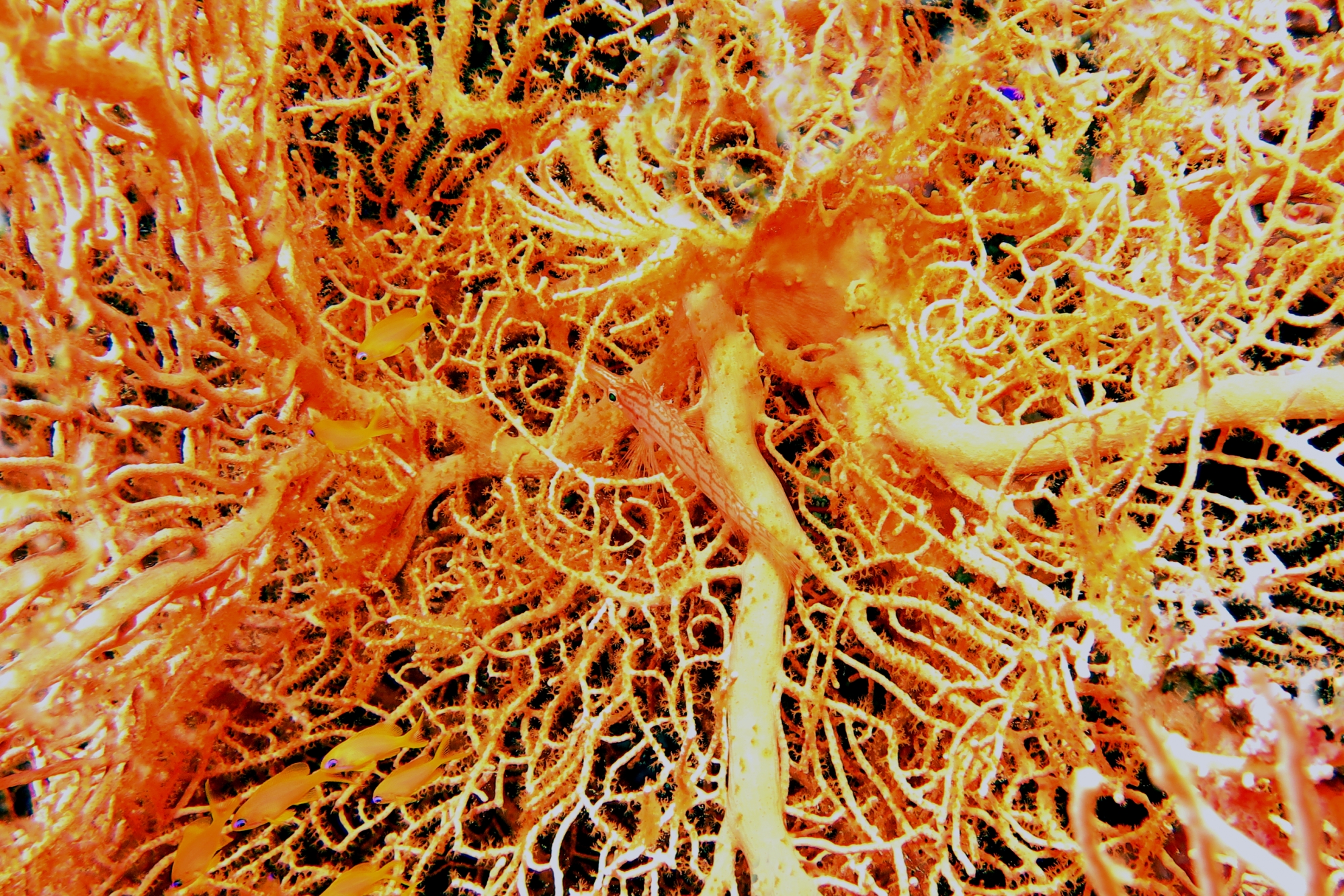 Oxycirrhites typus, Bebryce sulfurea