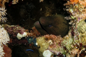 Gymnothorax javanicus