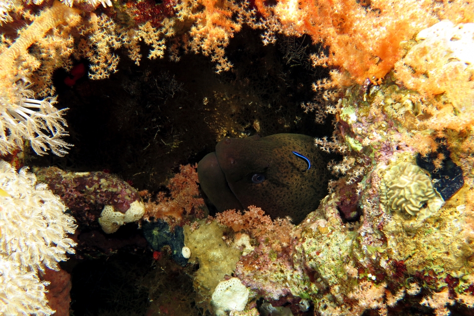 Gymnothorax javanicus, Labroides dimidiatus