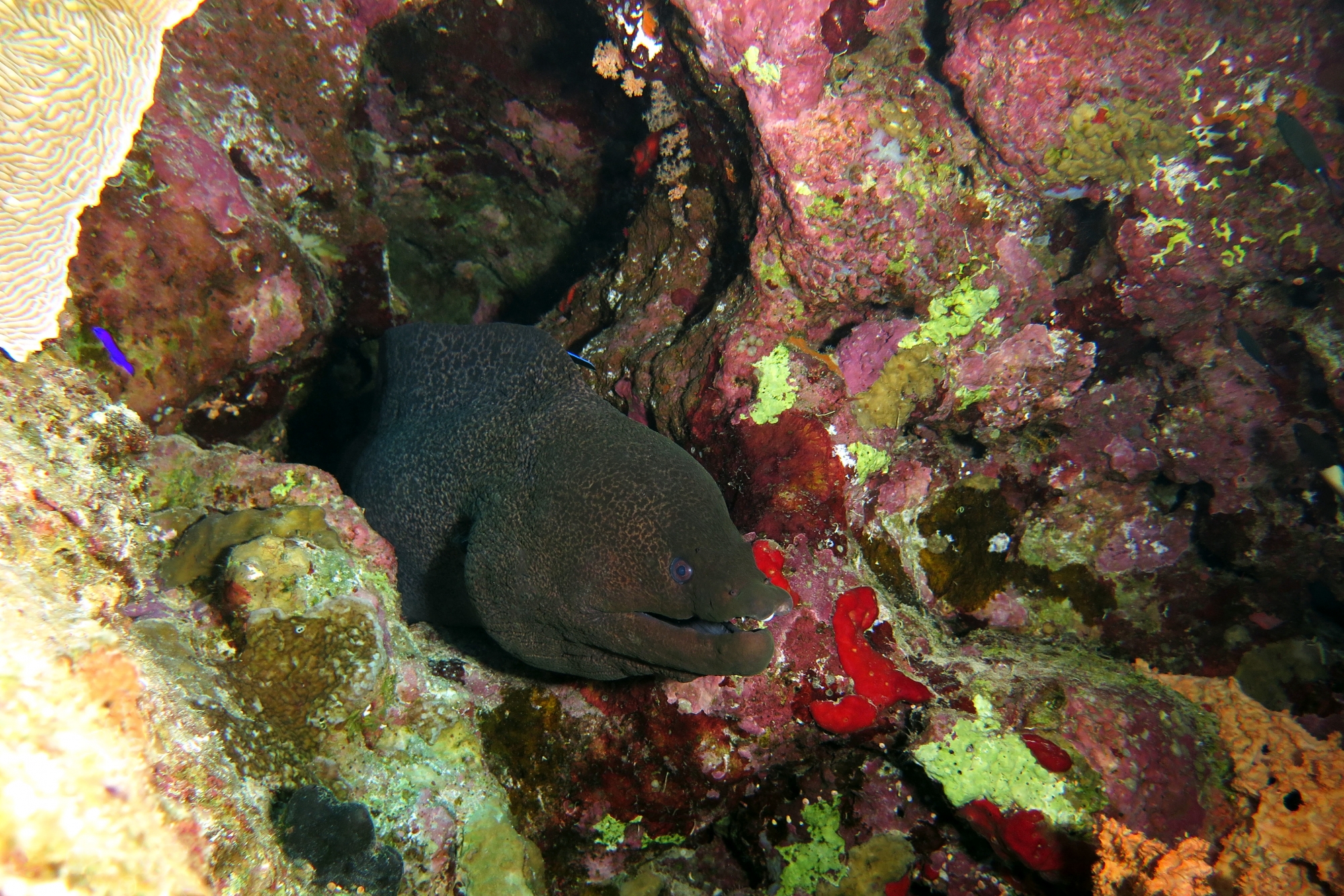 Gymnothorax javanicus