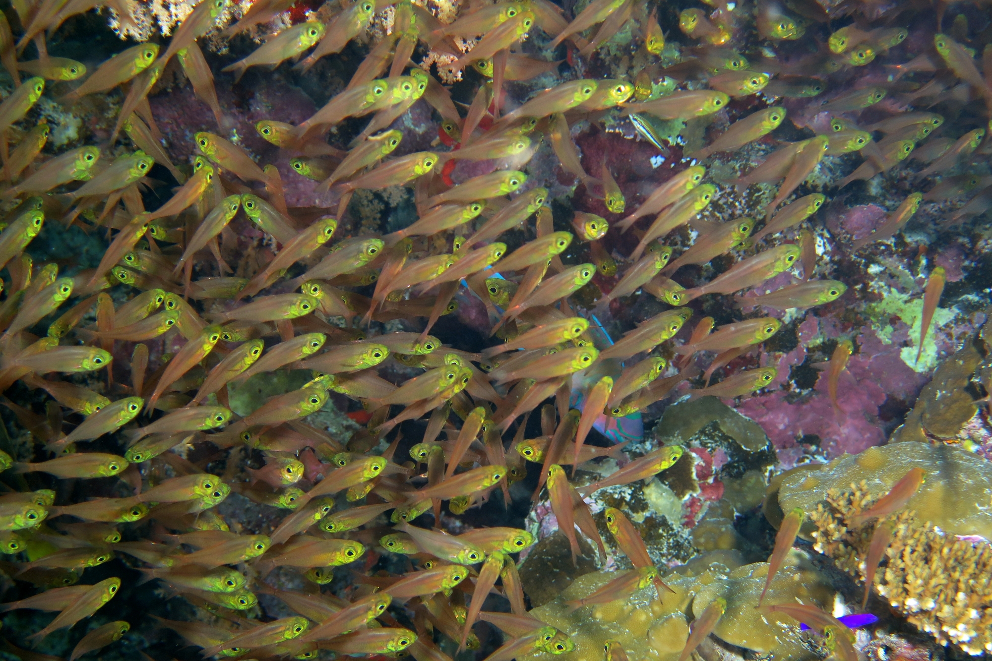 Parapriacanthus ransonneti