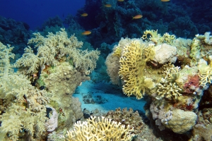 Jardin de corail du récif Yolanda