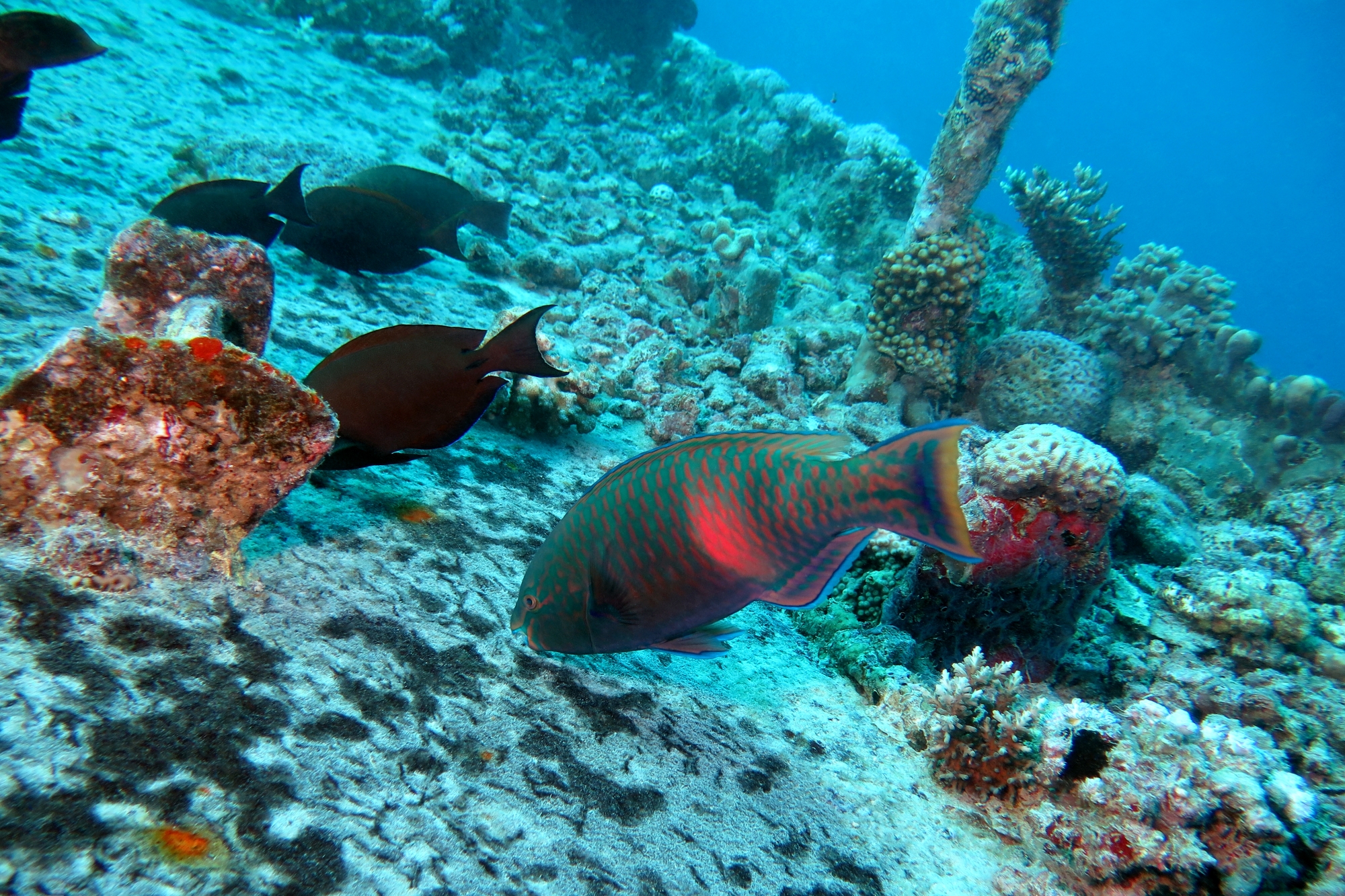Scarus fuscopurpureus