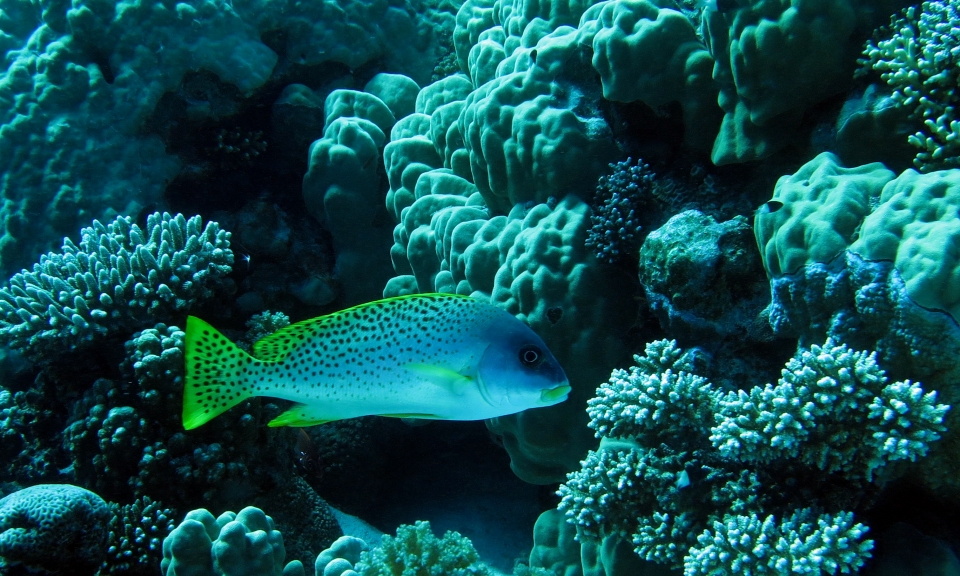 Plectorhinchus gaterinus