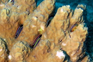 Porite, Pedum spondyloideum, Mollusque bivalves