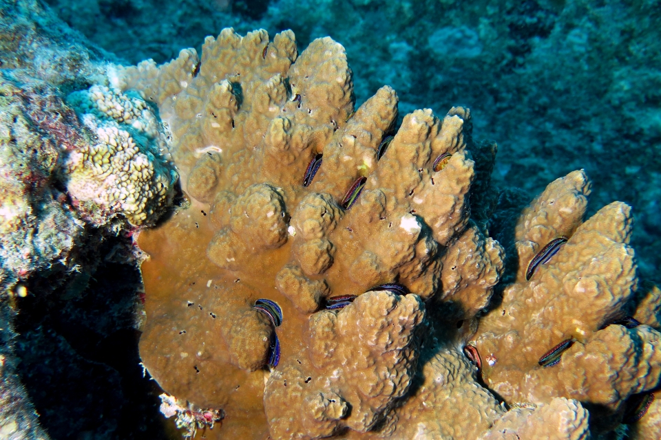 Porite, Pedum spondyloideum, Mollusque bivalves