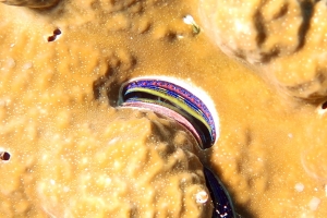 Porite, Pedum spondyloideum, Mollusque bivalves