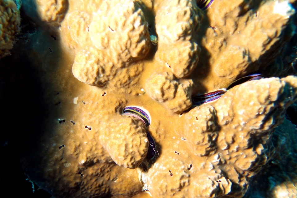 Porite, Pedum spondyloideum, Mollusque bivalves