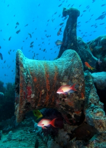 Pseudanthias squamipinnis