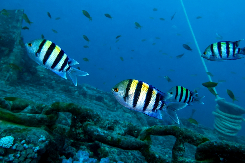 Abudefduf vaigiensis