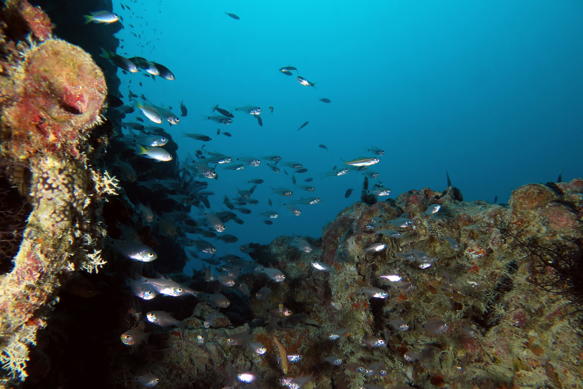 Archamia fucata, Apogon erythrosoma, Neopomacentrus xanthurus, Pterocaesio chrysozona