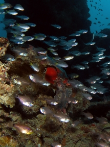 Archamia fucata, Apogon erythrosoma, Neopomacentrus xanthurus, Pterocaesio chrysozona