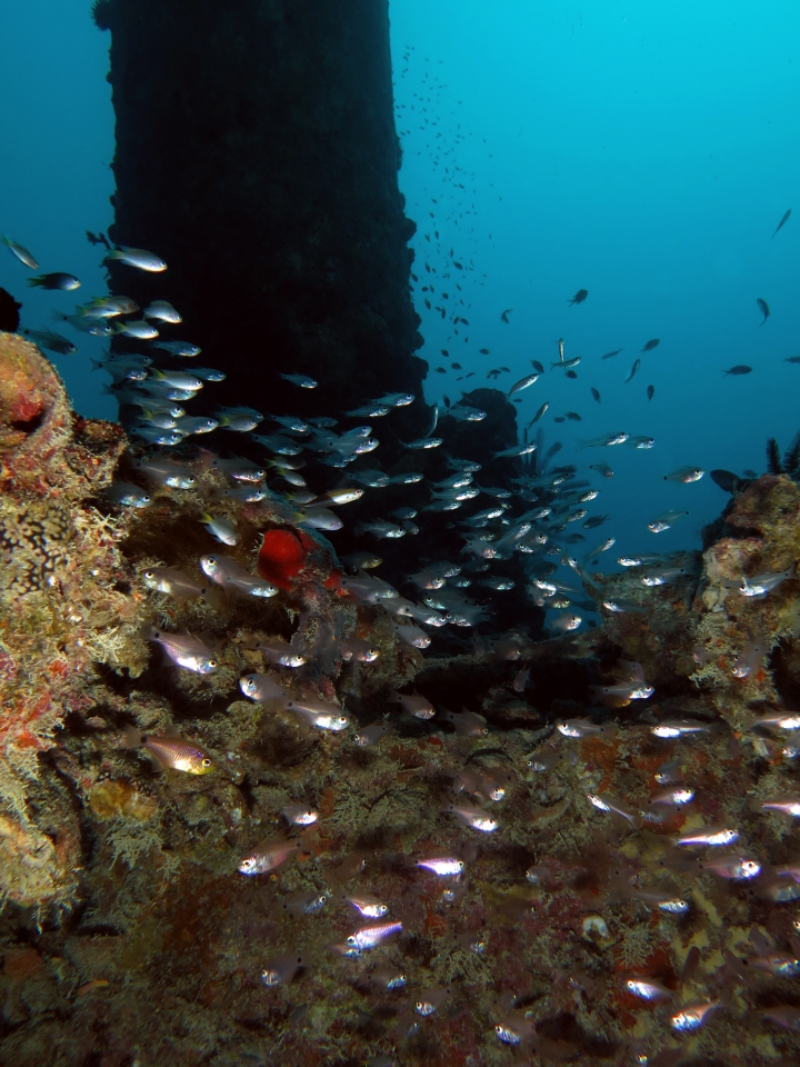 Archamia fucata, Apogon erythrosoma, Neopomacentrus xanthurus, Pterocaesio chrysozona