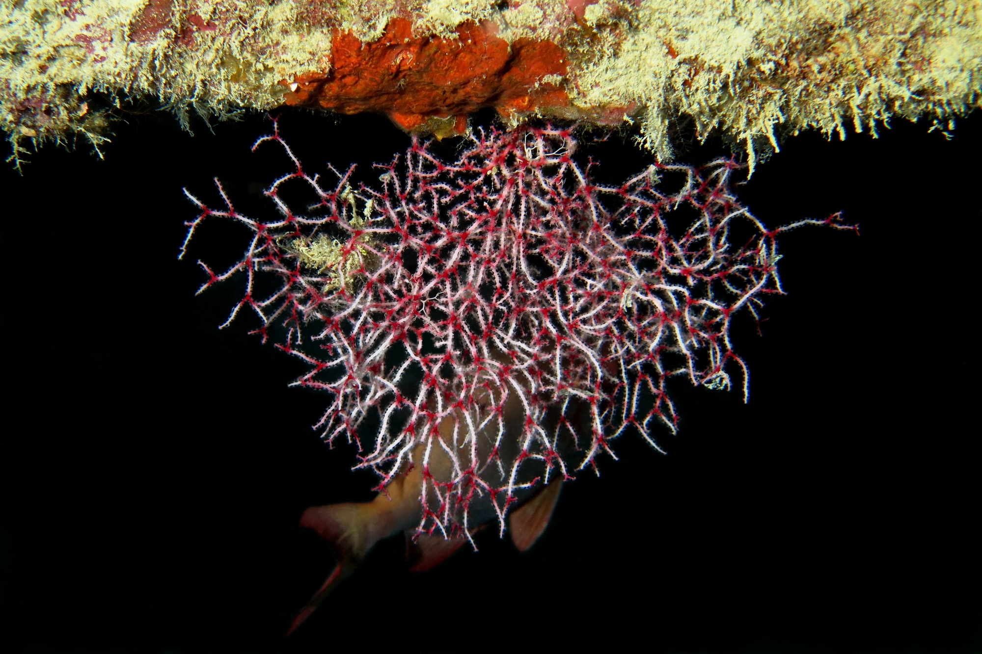 Acabaria variabilis