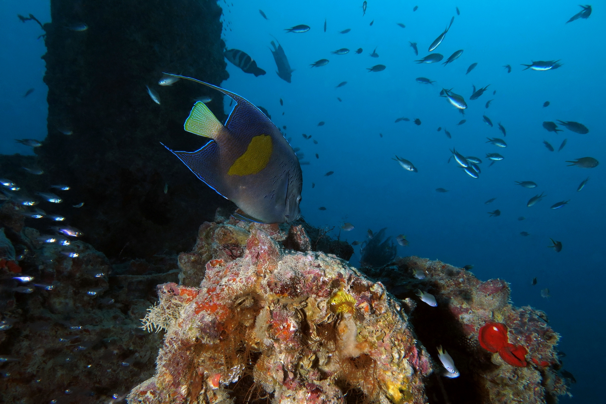 Pomacanthus maculosus