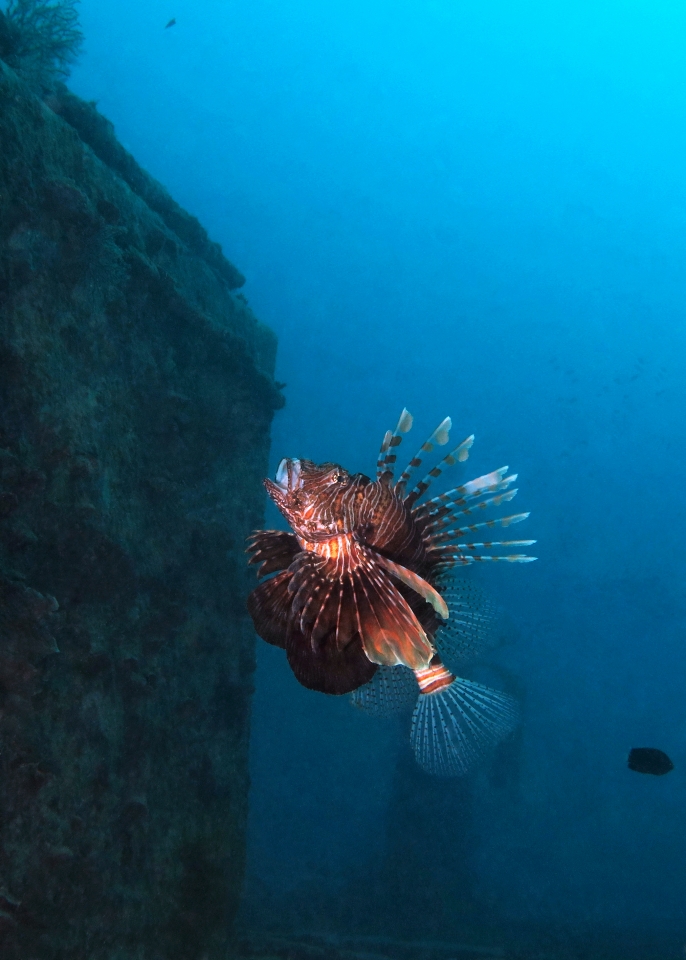 Pterois miles