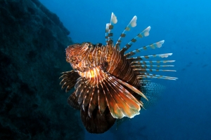 Pterois miles