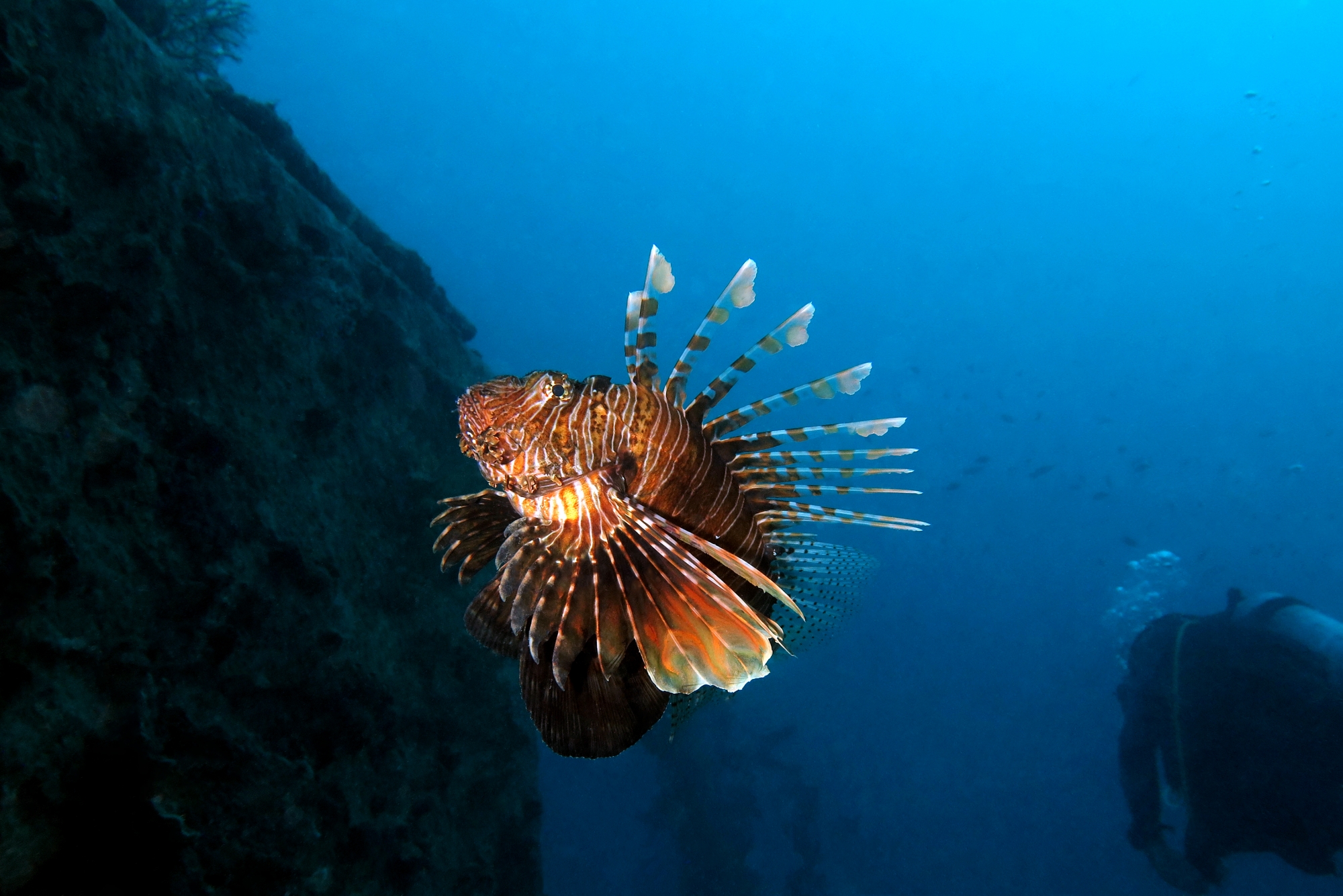 Pterois miles