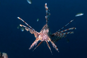 Pterois miles