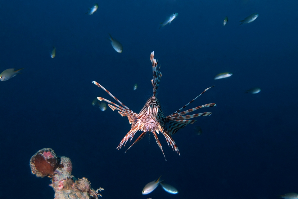 Pterois miles