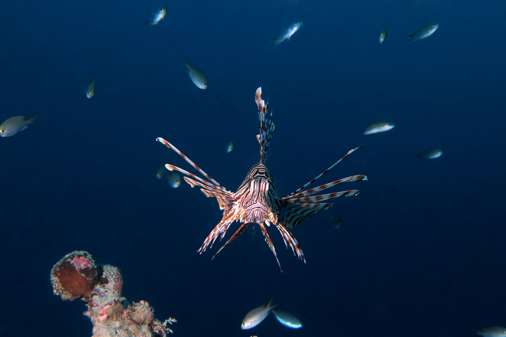 Pterois miles