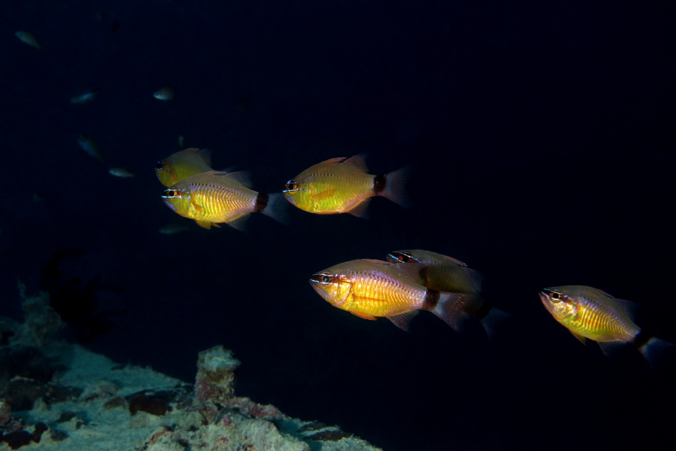 Apogon aureus