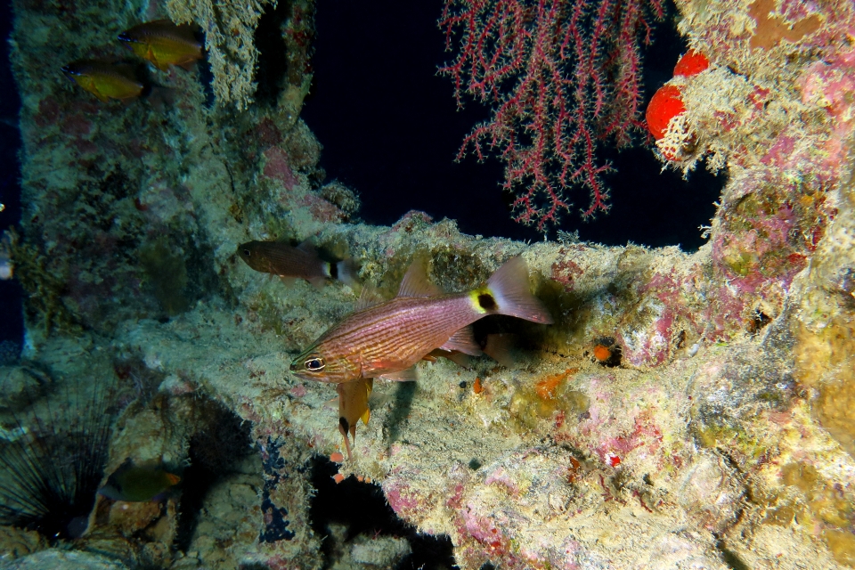 Cheilodipterus arabicus