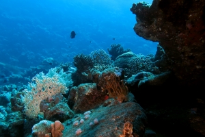Epave recouverte de concrétions coralliennes