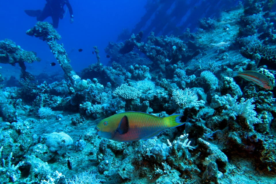 Chlorurus gibbus