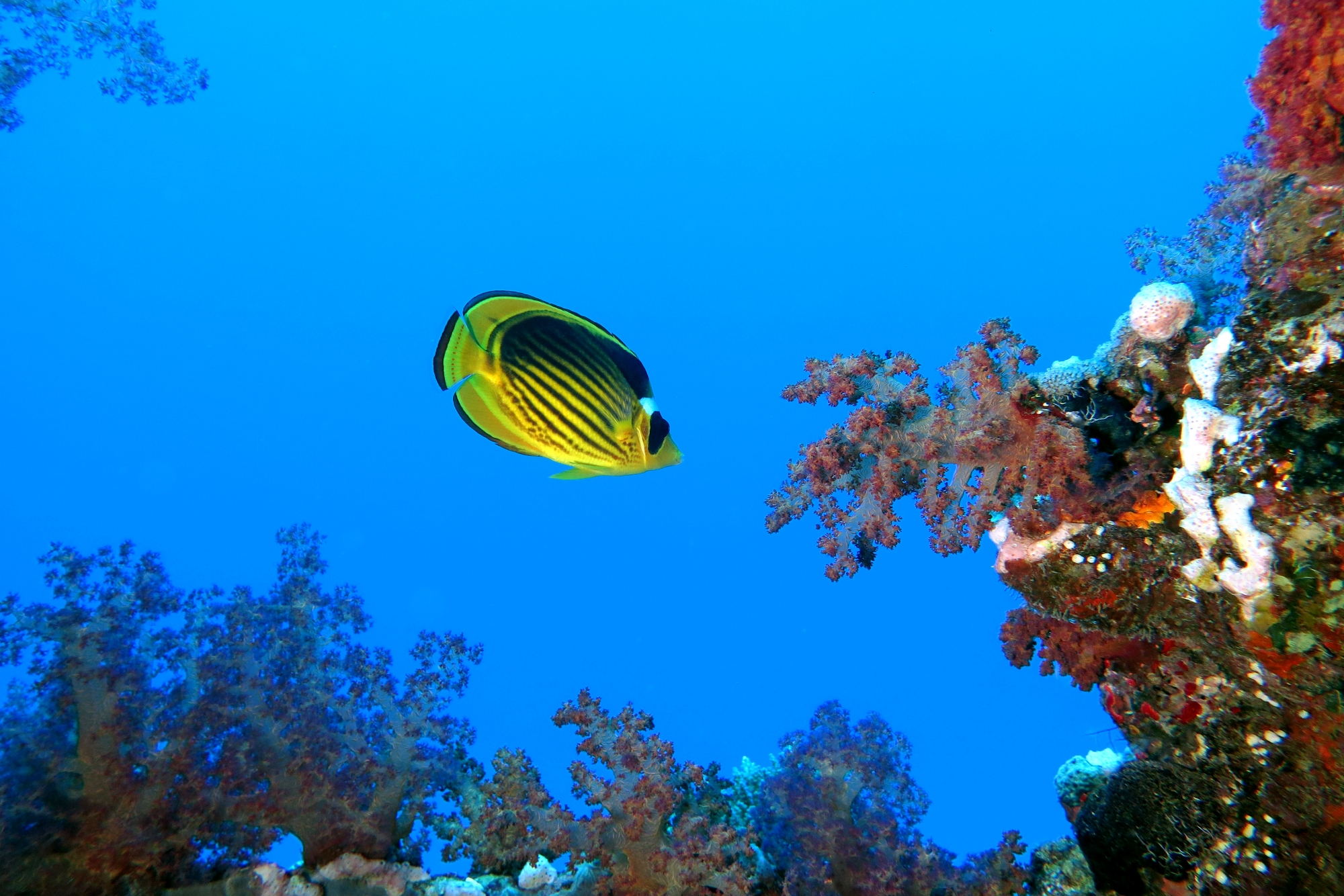 Chaetodon fasciatus