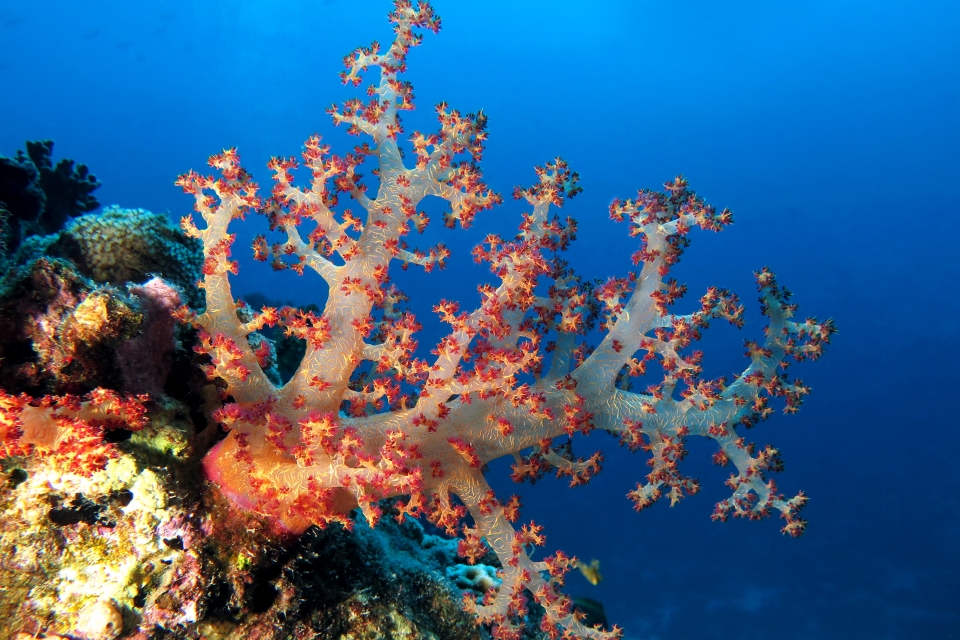 Dendronephthya ou Strereonephthya