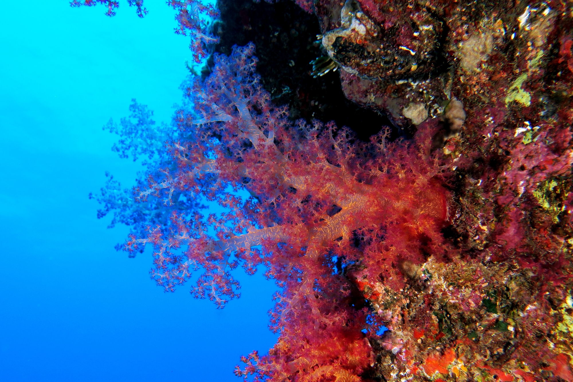 Dendronephthya ou Strereonephthya